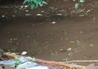 Crime ambiental provoca mortandade de peixes no Rio Quatro Pontes e revolta moradores