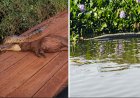 Sucuris se espalham por rios e lago de Itaipu e surpreendem moradores da região Oeste