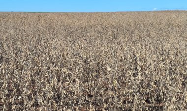 Colheita da soja 2025/26 começa no Oeste do Paraná com produtividades elevadas