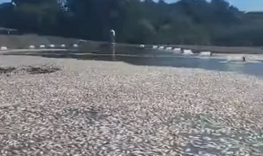 Produtor perde cerca de 900 mil peixes após falha no fornecimento de energia em Tupãssi