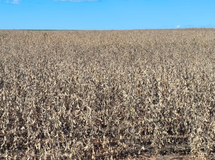 Colheita da soja 2025/26 começa no Oeste do Paraná com produtividades elevadas