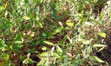 Sol forte e falta de chuva já causam morte de lavouras de soja na região