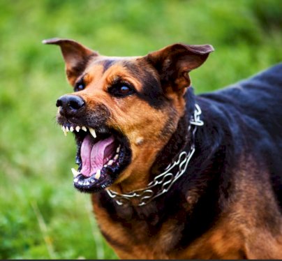 Cachorro solto causa transtornos e morde pedestres em Entre Rios do Oeste